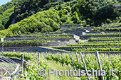 Ischia: il paesaggio del vino 1