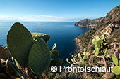 Camminare a Ischia nella natura 4