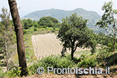 Ischia Bio Tenuta Del Cannavale 33