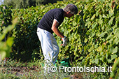 La vendemmia ai Giardini Arimei a Panza 20