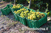 La vendemmia ai Giardini Arimei a Panza 33