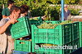 La vendemmia ai Giardini Arimei a Panza 43