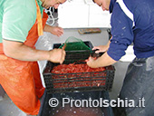 Pescaturismo a Ischia 55