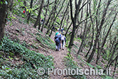 Escursioni a Ischia: dal Bosco della Maddalena a Sant'Angelo 12