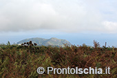 Escursioni a Ischia: dal Bosco della Maddalena a Sant'Angelo 48